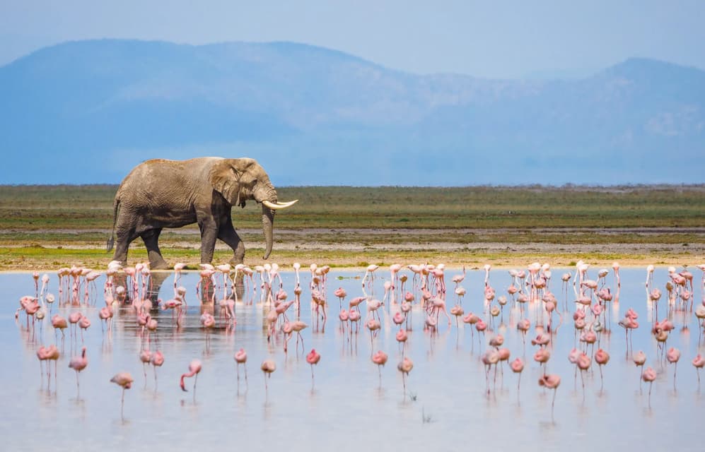 Un grande elefante cammina lungo la riva accanto a uno stormo di fenicotteri rosa che guadano in un lago, con montagne sullo sfondo.