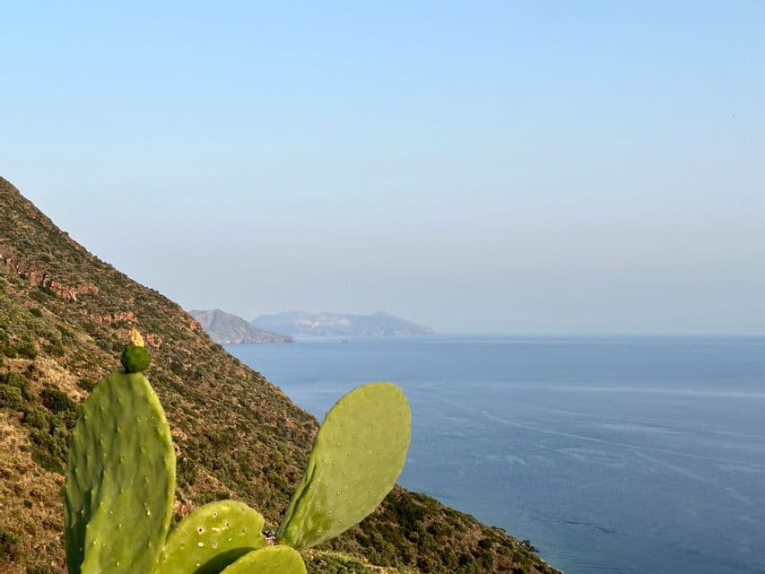 Un fico d'India su un pendio verde si affaccia sul mare blu con una costa lontana e sfumata.