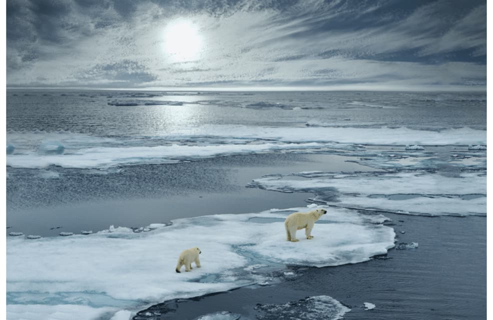 Un oso polar adulto y una cría se encuentran sobre un témpano de hielo rodeados de agua bajo un cielo brillante y nublado.
