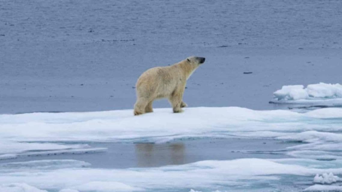 Un oso polar camina sobre un gran trozo de hielo flotante en medio del frío y azul océano.