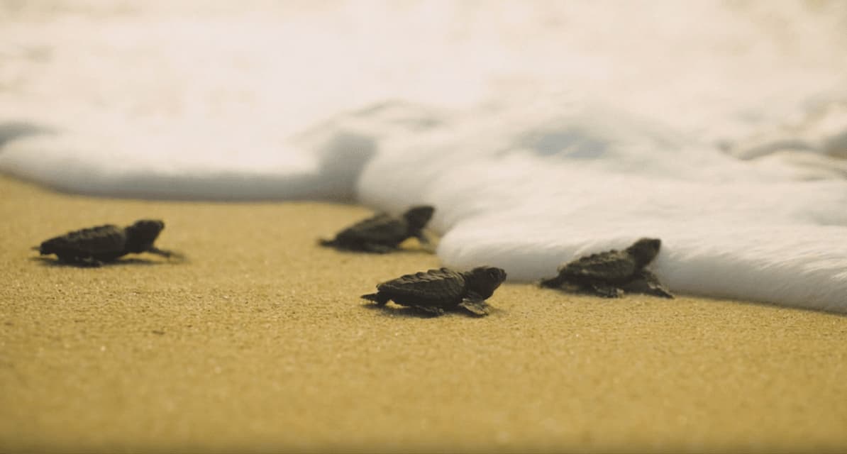 Cuatro pequeñas crías de tortuga se arrastran por una playa de arena hacia la orilla espumosa del mar.