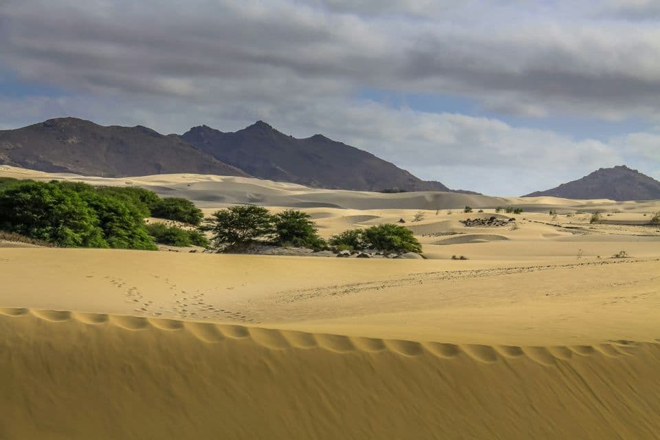 Un paisaje desértico con dunas de arena onduladas, árboles verdes dispersos y montañas distantes bajo un cielo nublado.