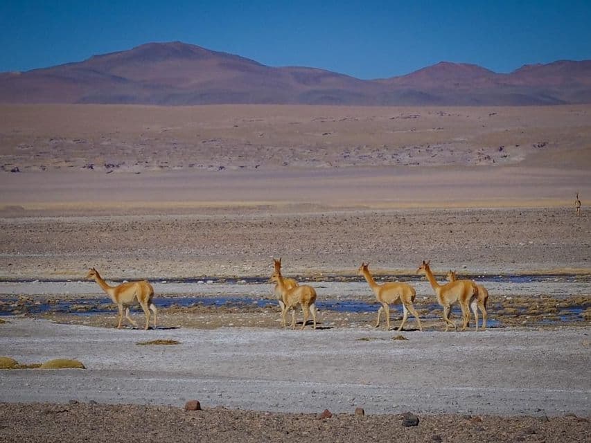 A herd of vicuñas walks in a line across a shallow stream in a vast desert with mountains in the background under a clear sky.
