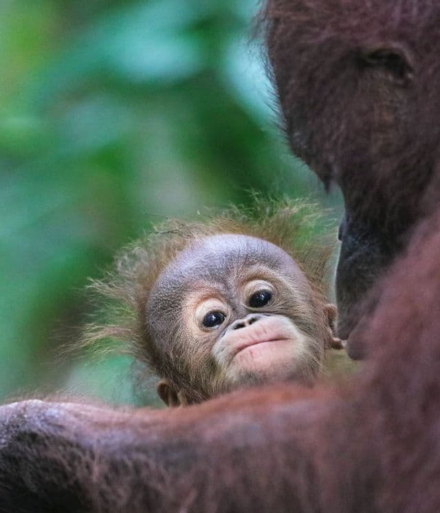 Nahaufnahme eines Baby-Orang-Utans mit weit geöffneten Augen, der über die Schulter seiner Mutter blickt, vor einem unscharfen grünen Hintergrund.