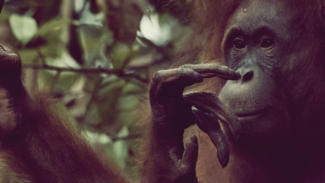 Un primo piano di un orangutan che si tocca il naso con il dito, con uno sfondo sfocato della foresta.