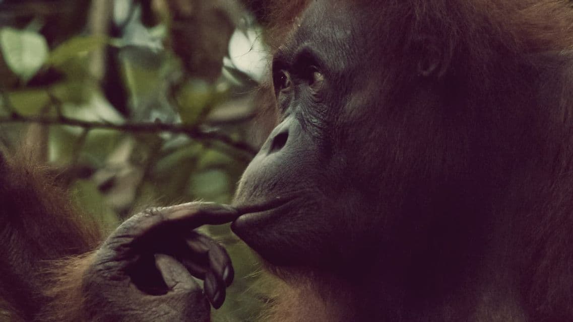 Primo piano di un orangutan di profilo con il dito sulle labbra su sfondo verde sfocato.