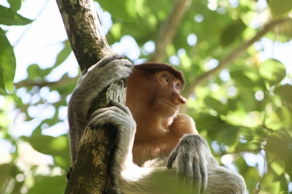 Un nasique aux bras gris s'accroche à un tronc d'arbre, regardant de côté sur un fond de verdure luxuriante.