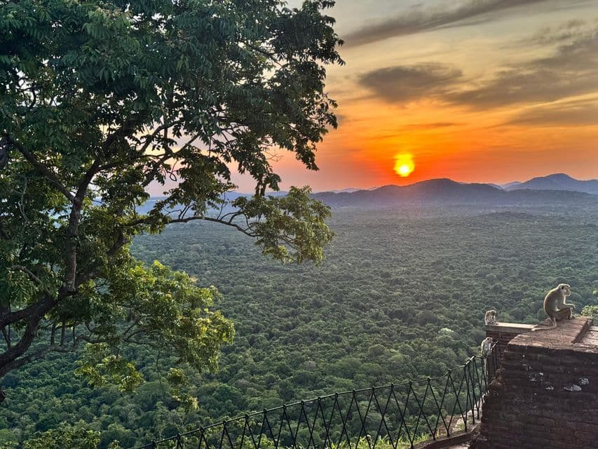 Des singes sont perchés sur une corniche de pierre, surplombant une vaste canopée forestière au coucher du soleil, un arbre encadrant la vue.