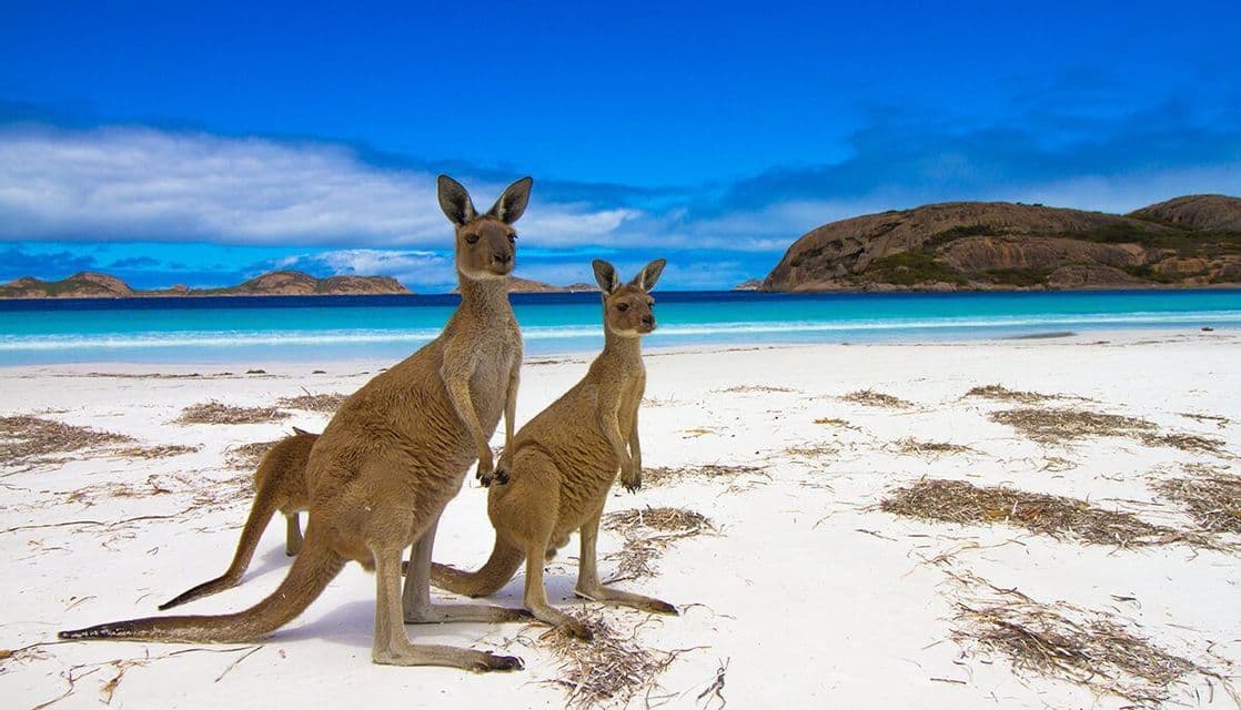 Deux kangourous se tiennent sur une plage de sable blanc, avec un océan turquoise et des îles lointaines sous un ciel bleu éclatant.