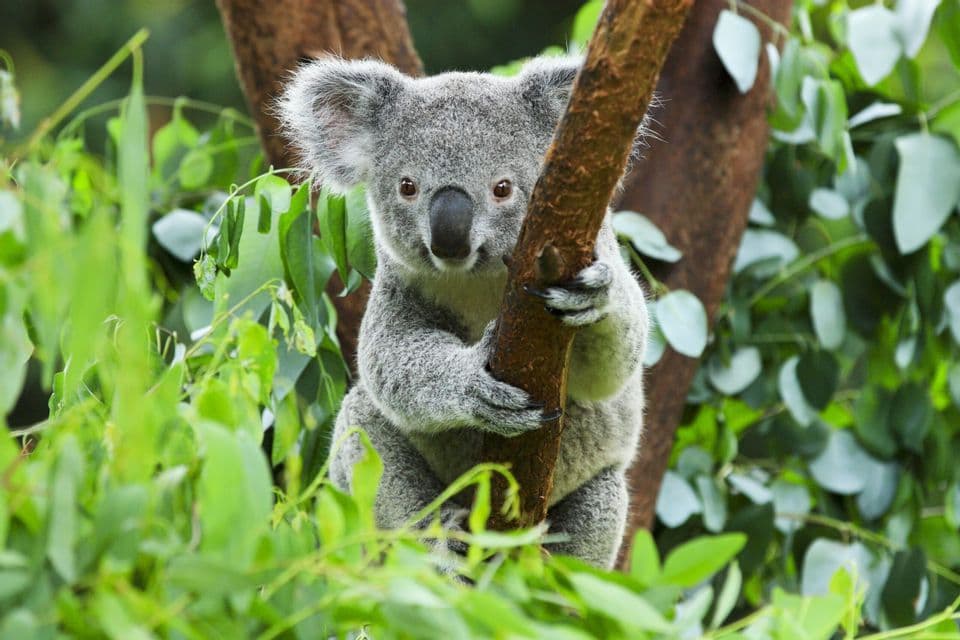 A grey koala with fluffy ears holds onto a tree branch, looking at the camera amidst green leaves.