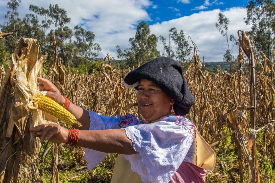 Una mujer sonriente con ropa tradicional y un sombrero negro cosecha una mazorca de maíz amarilla en un campo de tallos de maíz secos.