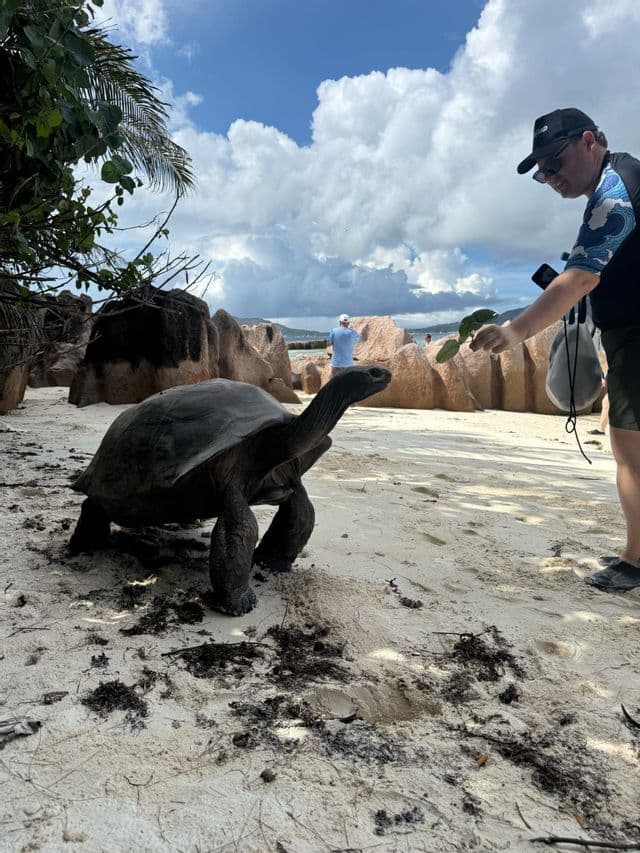Una persona con un cappello offre un ramo frondoso a una tartaruga gigante su una spiaggia sabbiosa con grandi rocce sullo sfondo.