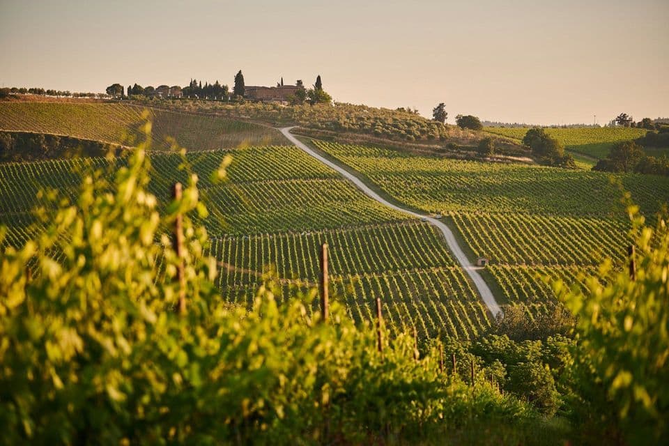 Filarie di vigneti verdi coprono dolci colline, con una strada sterrata sinuosa che conduce a un edificio lontano.