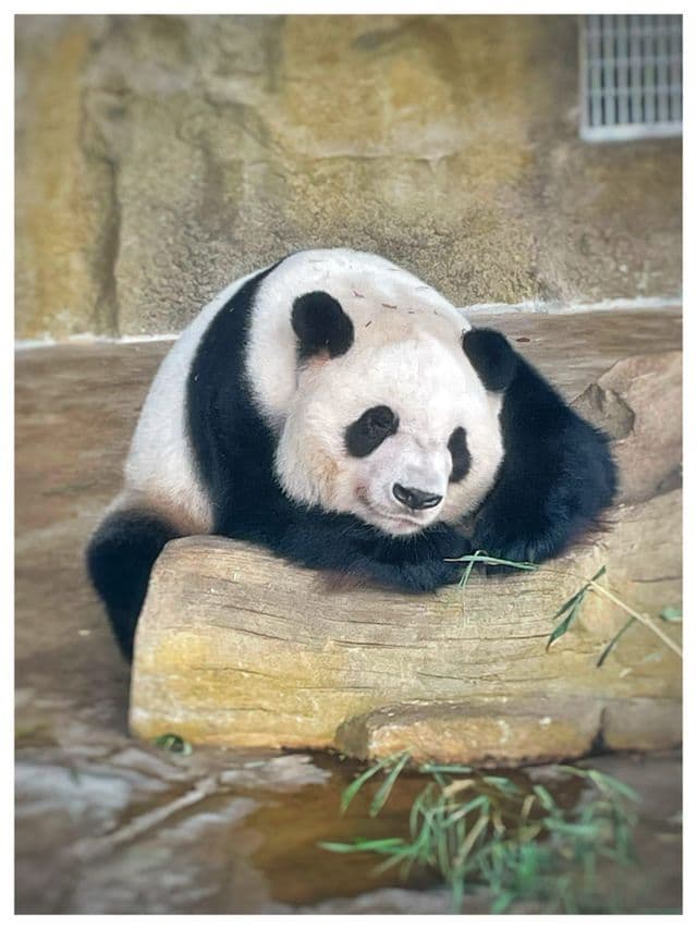 Un panda gigante riposa su una grande roccia, con la testa e le zampe appoggiate, osservando il suo recinto.