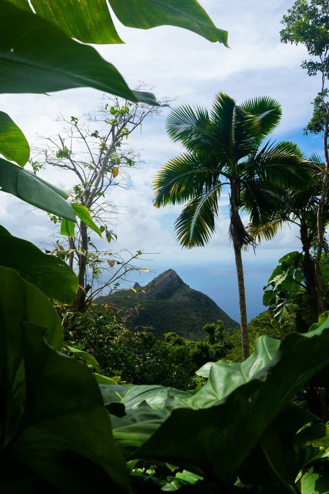 Una vista di una montagna verdeggiante e appuntita sul mare, incorniciata da grandi foglie tropicali e una palma alta.