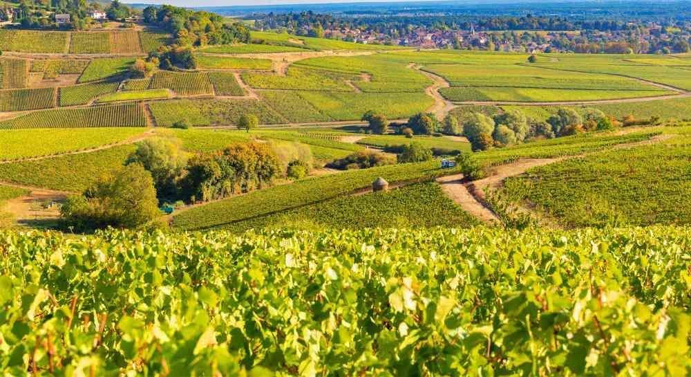 Un vaste paysage de collines ondoyantes tapissées de rangées de vignes luxuriantes, avec un petit village en toile de fond.