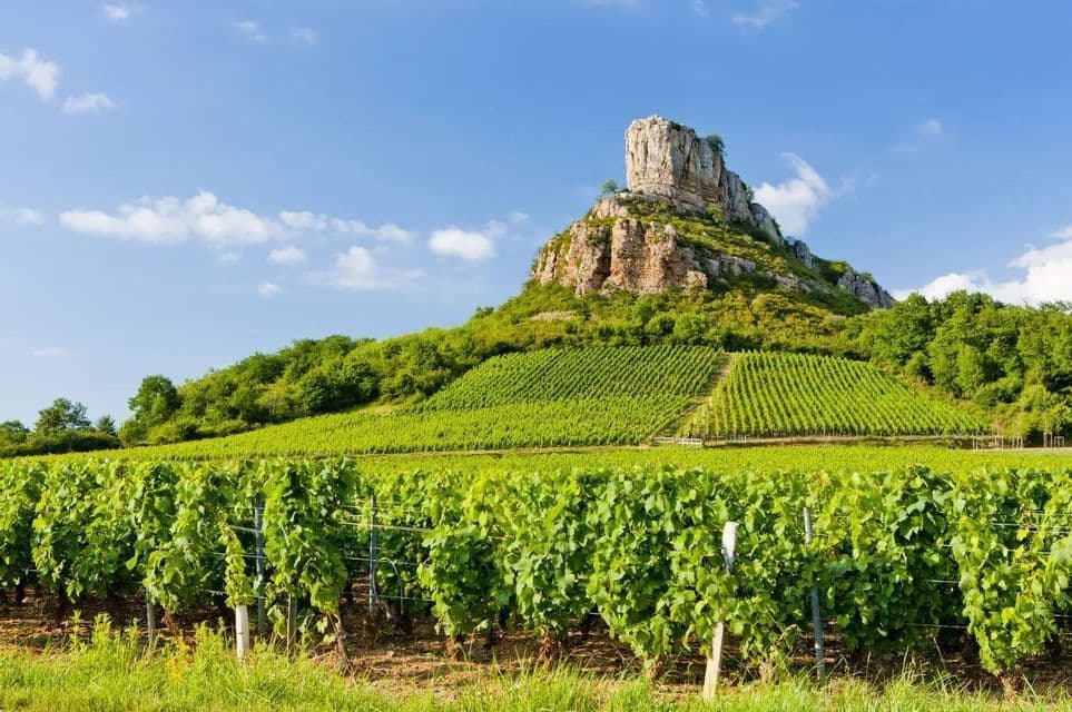 A lush green vineyard covers a rolling hill leading up to a large rock formation under a bright blue sky with white clouds.