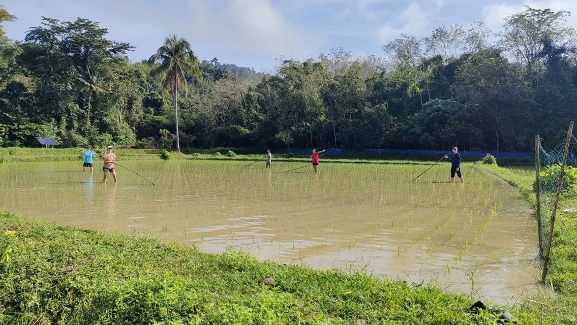 Voyage de groupe WeRoad: participants avec outils dans une rizière inondée, forêt luxuriante en arrière-plan.