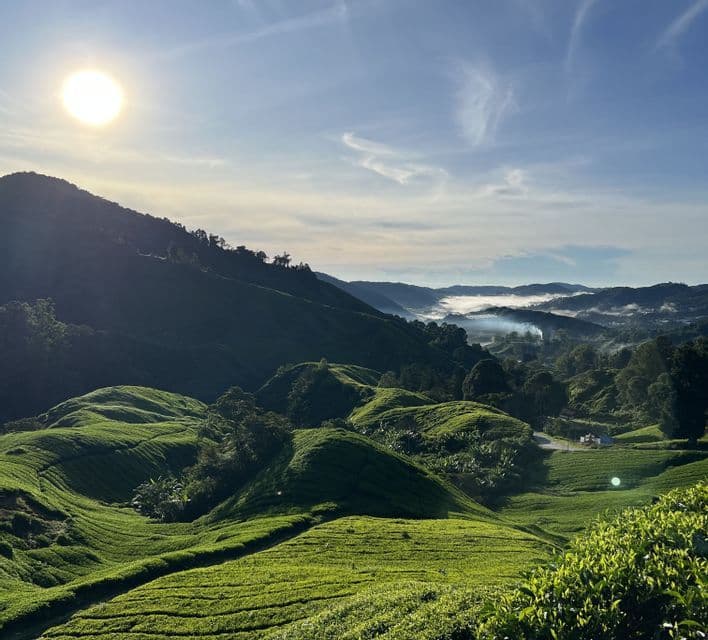 Un soleil éclatant brille sur des collines ondulantes couvertes de plantations de thé vert, avec du brouillard installé dans une vallée lointaine.