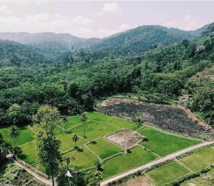 Une vue aérienne de rizières verdoyantes et d'un chemin de terre niché au pied de collines luxuriantes et boisées.