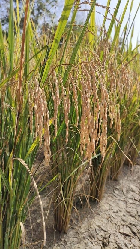 Un gros plan d'épis de riz dorés et mûrs surplombant une terre sèche et craquelée dans un champ ensoleillé, prêts à être récoltés.