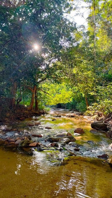 Un ruisseau peu profond et rocailleux traverse une forêt verdoyante où la lumière du soleil filtre à travers les arbres.