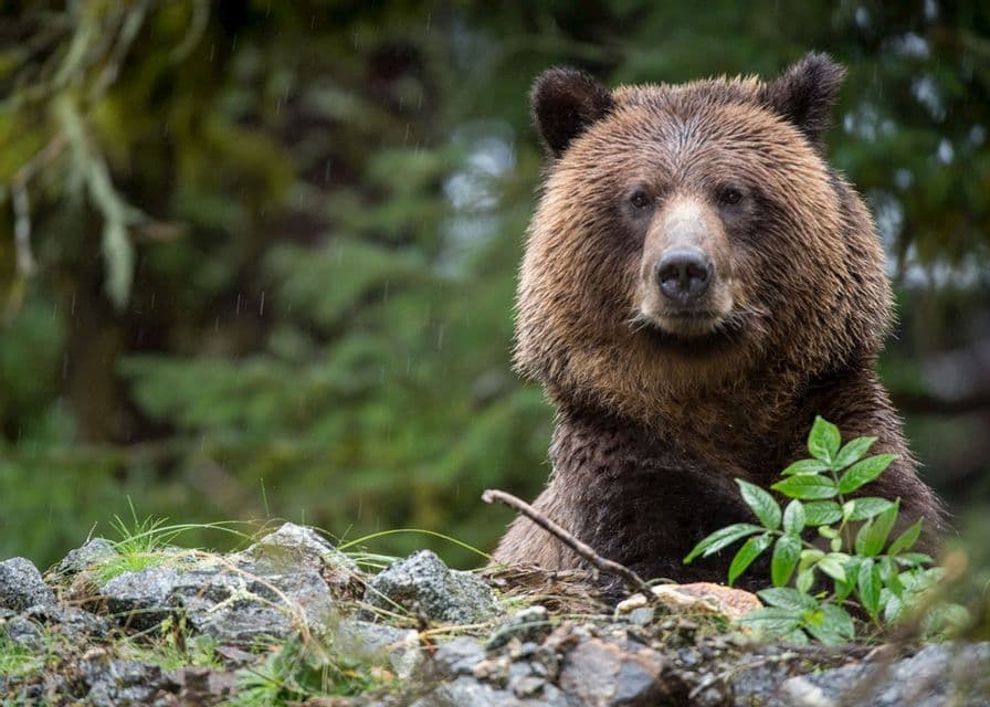 Primo piano di un orso bruno con il pelo bagnato, seduto tra le rocce sotto la pioggia, che guarda la fotocamera.