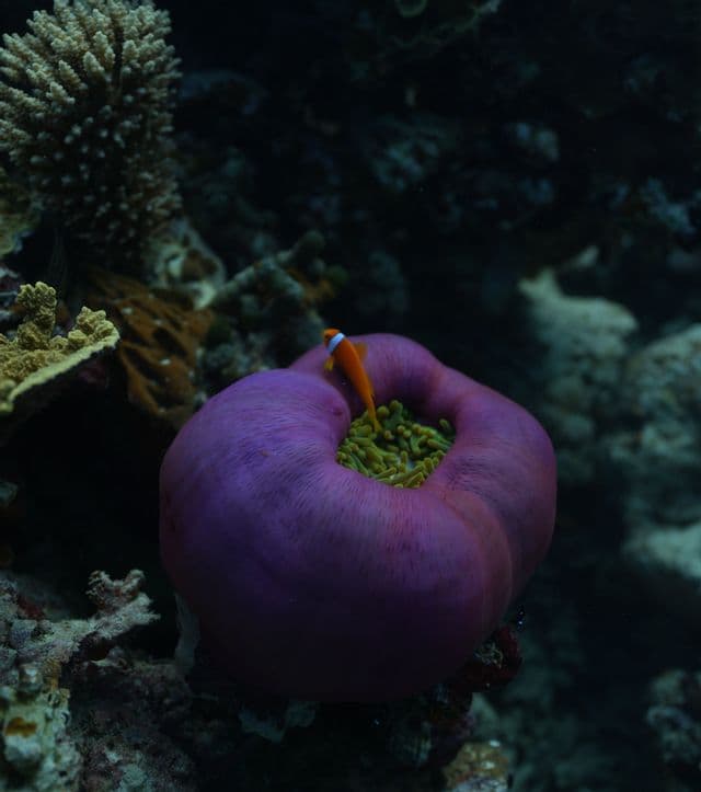 Ein kleiner oranger Clownfisch schwimmt in einer großen lila Seeanemone mit grünen Tentakeln auf einem dunklen Korallenriff.