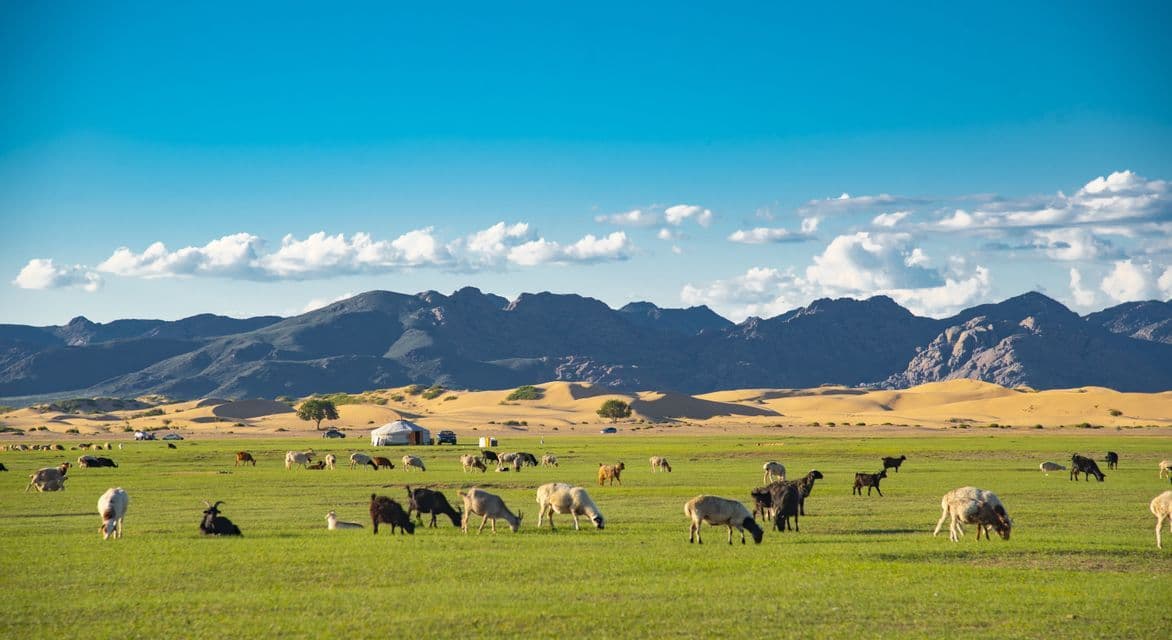 Un troupeau de moutons et de chèvres paît dans un champ vert devant des dunes de sable et des montagnes, avec une yourte traditionnelle à proximité.