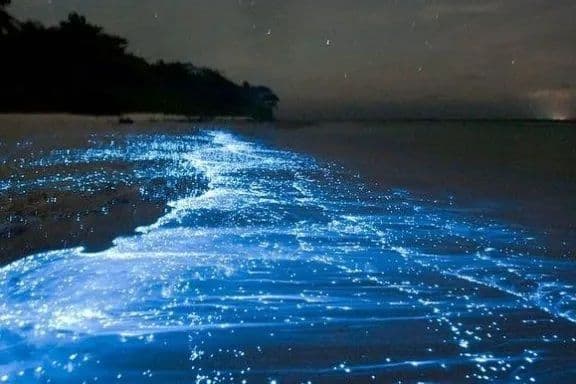 Onde di plancton bioluminescente blu brillante si riversano su una spiaggia sabbiosa di notte sotto un cielo stellato.
