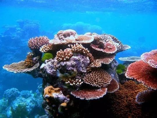 Una vista subacquea di una vivace barriera corallina con vari tipi di corallo duro sotto la chiara superficie blu dell'oceano.