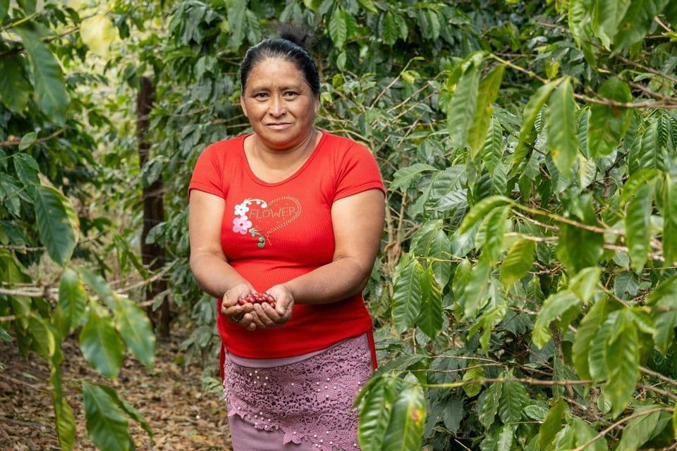 Eine Frau in einem roten Hemd steht in einer Kaffeeplantage und hält eine Handvoll frisch gepflückter roter Kaffeebohnen.