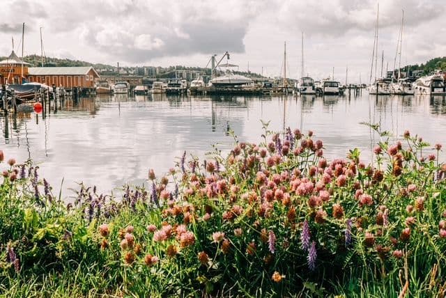 A patch of pink and purple wildflowers on the grassy bank of a harbor with boats docked in the background.