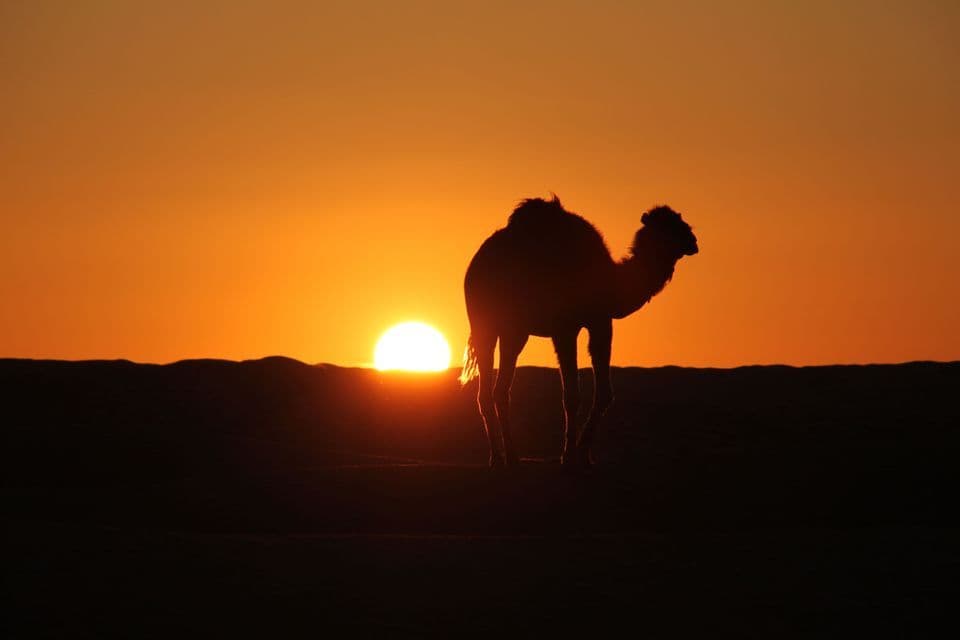 Ein Kamel steht als Silhouette vor einem orangefarbenen Himmel, während die Sonne hinter Wüstendünen untergeht.