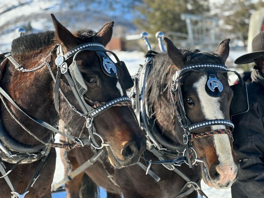 Un primer plano de dos caballos de color marrón oscuro con arneses ornamentados y tachonados mientras están de pie en la nieve.
