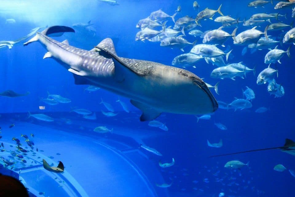 Un grande squalo balena nuota nell'acqua azzurra di un vasto acquario, circondato da banchi di pesci e diverse razze.