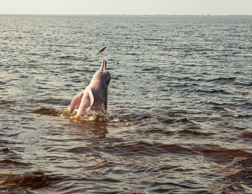 Un delfino rosa di fiume salta dall'acqua scura, lanciando un piccolo pesce in aria.