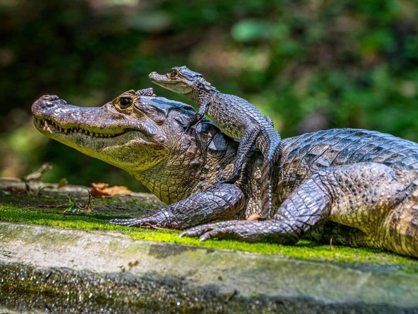 Un caimano cucciolo si riposa sulla schiena di un caimano adulto su una superficie ricoperta di muschio in un ambiente verde.