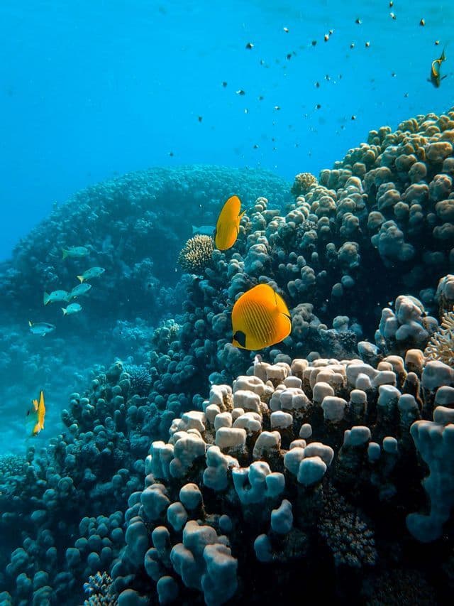 Diversi pesci farfalla gialli nuotano su una grande barriera corallina in acqua limpida e blu profondo.