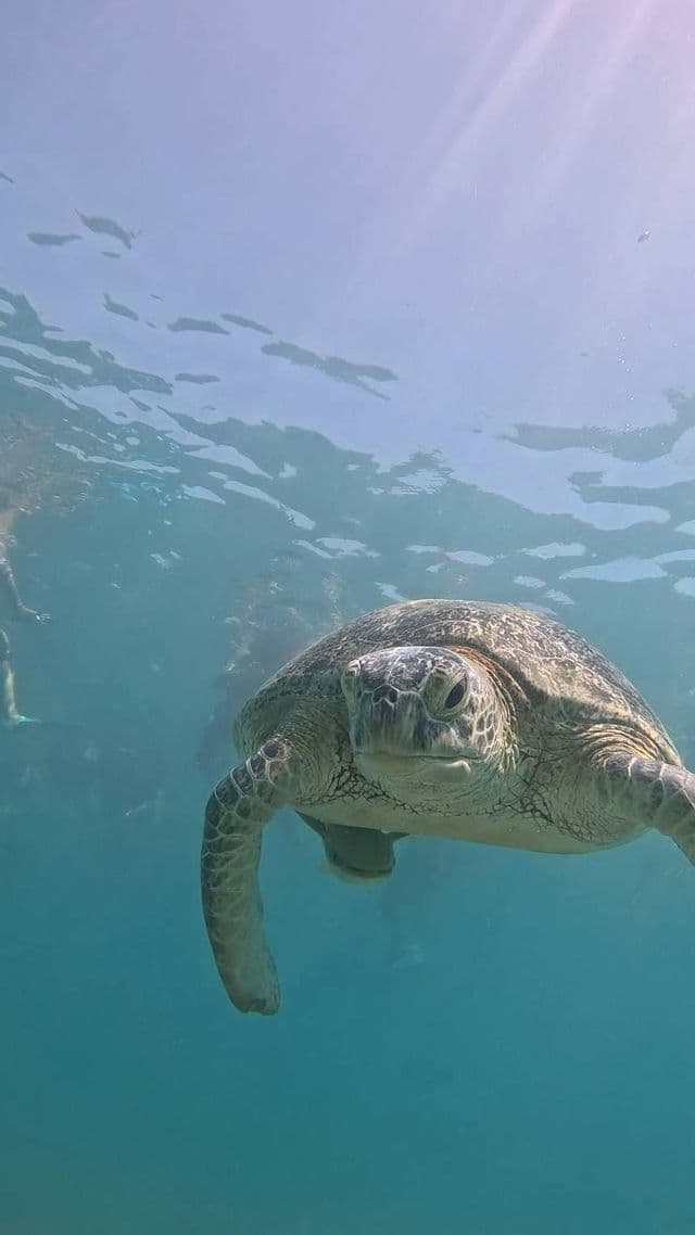 Una grande tartaruga marina nuota sott'acqua verso la macchina fotografica, con persone di un viaggio di gruppo WeRoad sullo sfondo.