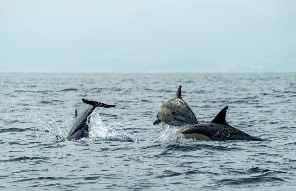 Tre delfini saltano e giocano nell'oceano aperto sotto un cielo velato, con la terraferma visibile all'orizzonte.