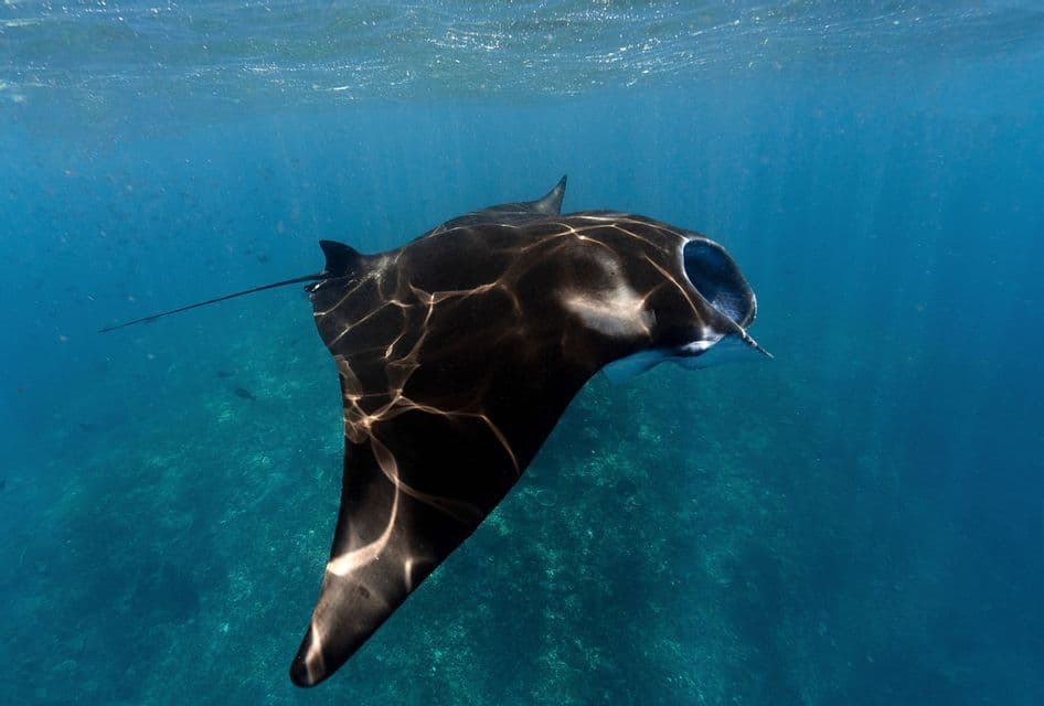 Una grande manta nuota appena sotto la superficie dell'acqua, nell'oceano blu e limpido, con la luce del sole che le accarezza il dorso.