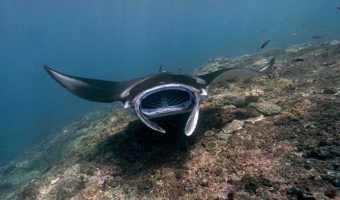 Una grande manta scivola verso la telecamera con la bocca spalancata, nutrendosi per filtrazione sopra una barriera corallina.