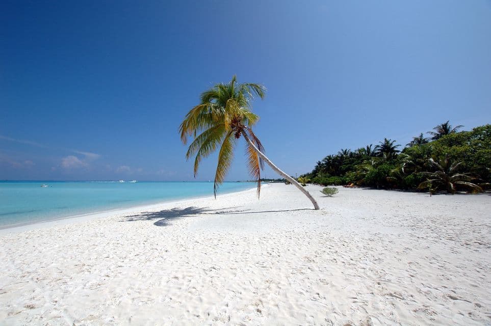 Una palma solitaria si protende su una vasta spiaggia di sabbia bianca, accanto ad acque calme e turchesi, sotto un cielo azzurro e limpido.