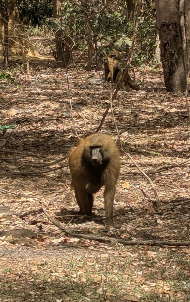 Un babbuino cammina verso la telecamera attraverso una foresta su un terreno coperto di foglie secche, con un secondo babbuino sullo sfondo.