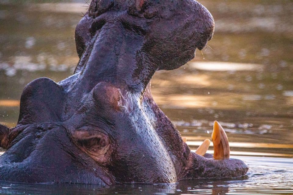 Un primo piano di un ippopotamo parzialmente sommerso in acqua con la bocca aperta, che mostra una grande zanna.