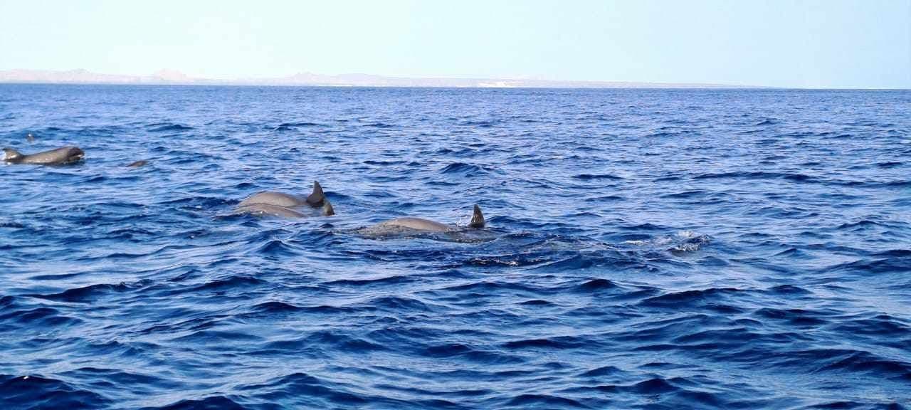 Un branco di delfini che nuota nell'oceano blu intenso, con i loro dorsi e le pinne visibili sopra l'acqua increspata.