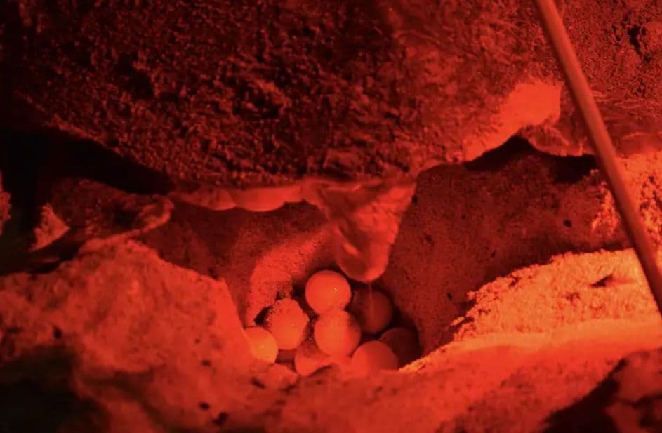Una tartaruga che depone le uova in un nido di sabbia, illuminata da una luce rossa di notte.