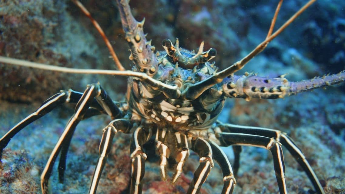 Un primo piano frontale di un'aragosta spinosa sul fondale marino, che evidenzia il suo carapace a motivi e le lunghe zampe striate.