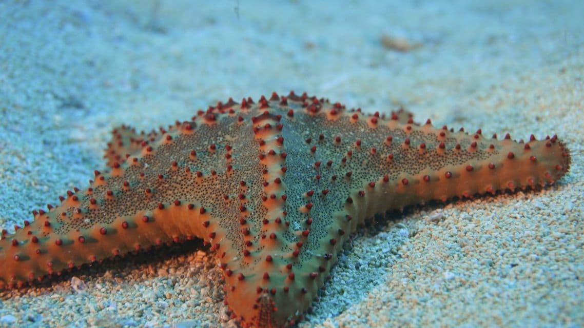 Primo piano di una stella marina marrone con spine rosse sul fondale sabbioso.